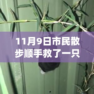 散步奇遇，救助‘鳥界二哈’的自我成長啟示