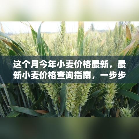 最新小麥價(jià)格查詢指南，教你如何獲取本月今年小麥價(jià)格信息