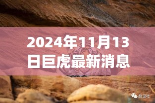 巨虎躍新天，學習力量與自信之光的蛻變——2024年11月13日最新消息