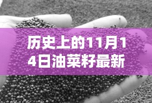 歷史上的11月14日油菜籽價格行情解析及查詢指南，最新行情與查詢步驟全解析