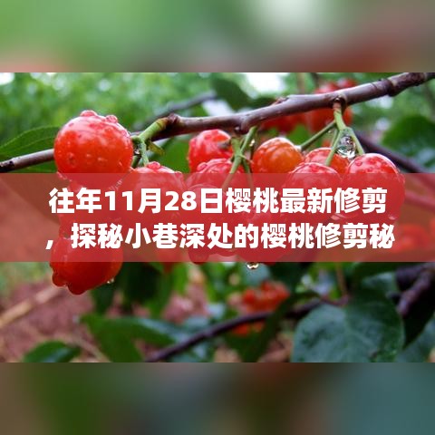 探秘櫻桃修剪秘境，揭秘11月28日修剪技藝的奇妙之旅