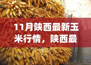 陜西玉米最新行情分析，市場(chǎng)動(dòng)態(tài)、趨勢(shì)展望與行情解讀