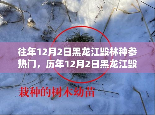 黑龍江毀林種參事件回顧，探尋背后的故事與啟示，歷年12月2日熱門事件聚焦