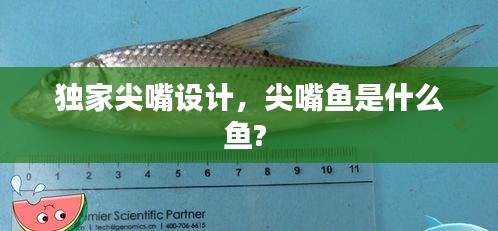 獨(dú)家尖嘴設(shè)計(jì)，尖嘴魚是什么魚? 