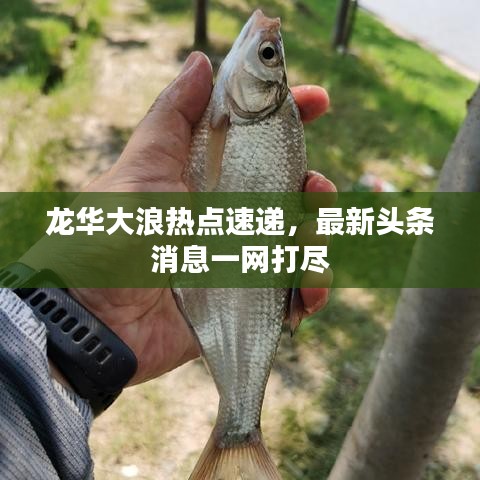 龍華大浪熱點(diǎn)速遞，最新頭條消息一網(wǎng)打盡