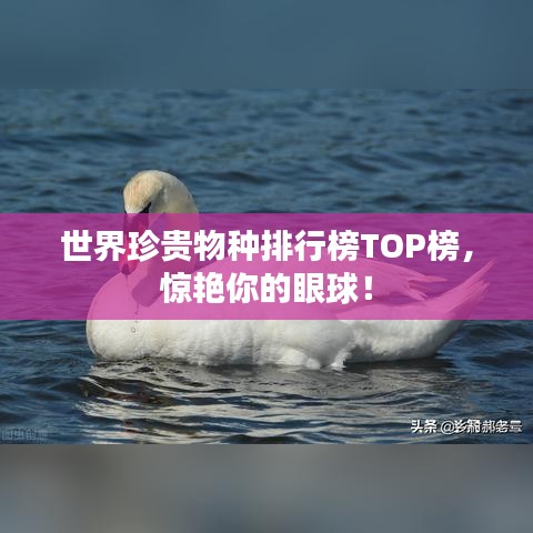 世界珍貴物種排行榜TOP榜，驚艷你的眼球！