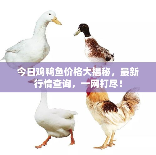 今日雞鴨魚價格大揭秘，最新行情查詢，一網(wǎng)打盡！