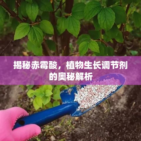 揭秘赤霉酸，植物生長(zhǎng)調(diào)節(jié)劑的奧秘解析