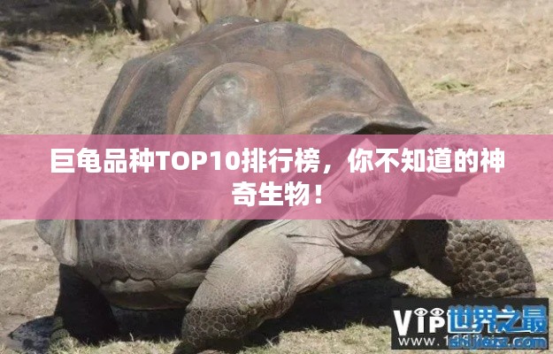 巨龜品種TOP10排行榜，你不知道的神奇生物！