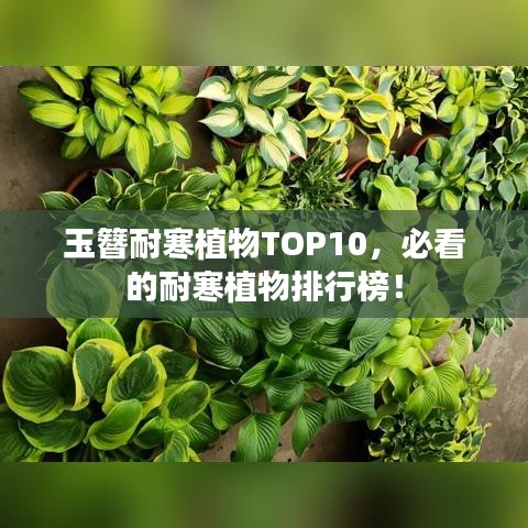 玉簪耐寒植物TOP10，必看的耐寒植物排行榜！