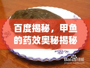 百度揭秘，甲魚的藥效奧秘揭秘！