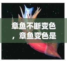 章魚不斷變色，章魚變色是主動變異嗎 